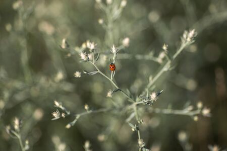 ladybug sitting on a branch in summerの写真素材