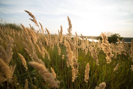 Yellow spikes in a green fieldの写真素材
