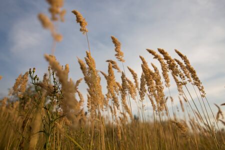 Yellow spikes in a green fieldの写真素材