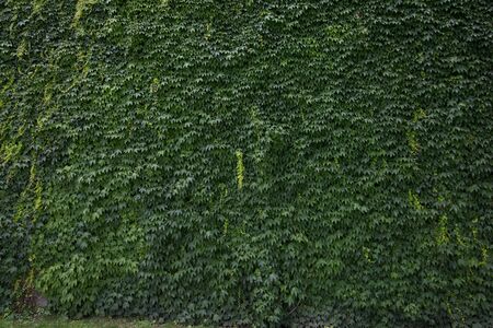 wall full of grape leaves, background textureの写真素材
