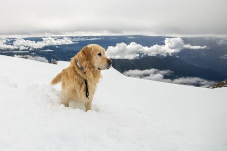 rescue dog on a background of mountains and blue sky with cloudsの写真素材