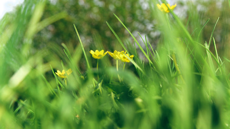 Fresh Spring bokeh backgroundの写真素材
