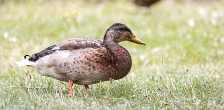 Wild duck in the park, close-up.の写真素材