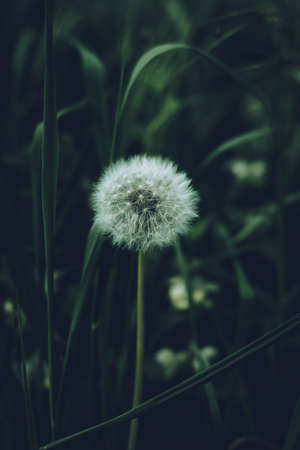 White fluffy dandelion flower head close-up against the blurred dark green grass in twilight. Cool floral background.の写真素材