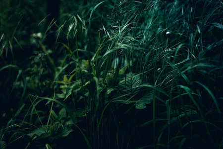 Dark green grass leaves, night and darkness concept. Beautiful background.