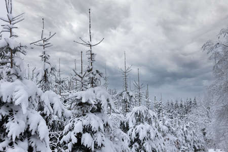 Winter forest, tops of trees in the snow.の写真素材