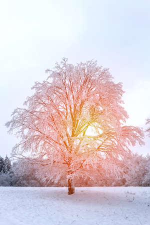 Nature winter background with snow covered tree, with sun skylight.の写真素材