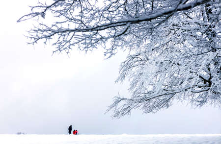 Nature winter background with snowy tree.の写真素材