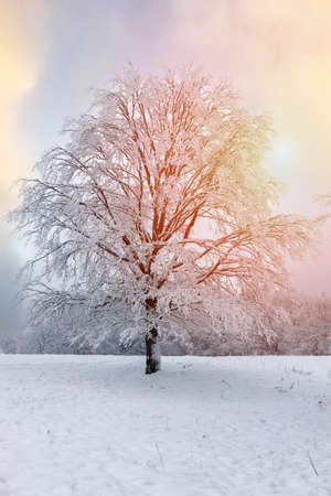 Nature winter background with snowy tree.の写真素材