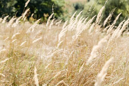 Yellow grass in the wind. End of summer.