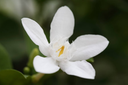 white flower