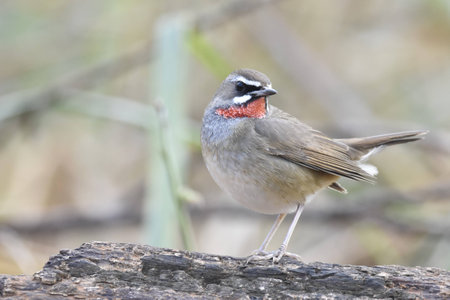 Siberian Rubythroatの写真素材