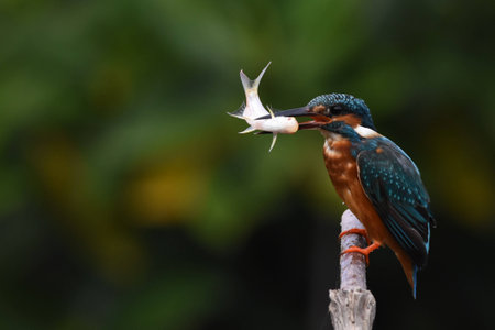 Common Kingfisherの写真素材