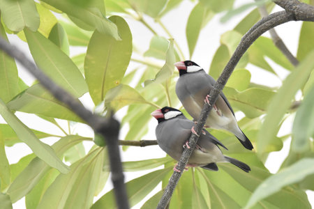 Java Sparrowの写真素材