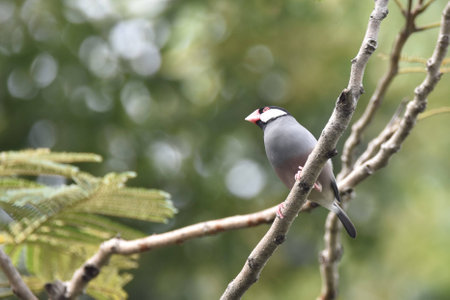 Java Sparrowの写真素材