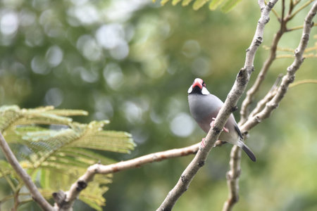 Java Sparrowの写真素材