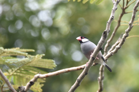 Java Sparrowの写真素材