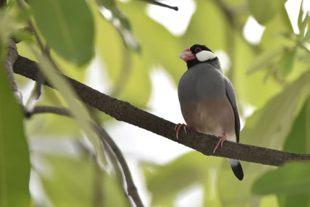 Java Sparrowの写真素材
