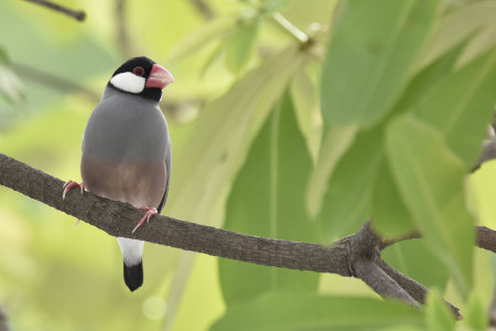 Java Sparrowの写真素材