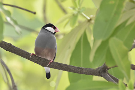 Java Sparrowの写真素材