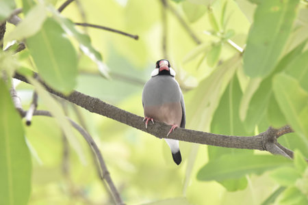 Java Sparrowの写真素材
