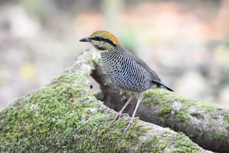 Blue Pittaの写真素材