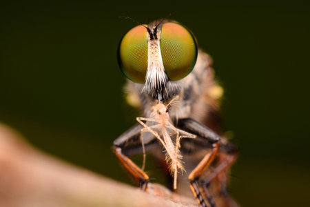 Robber Flyの写真素材