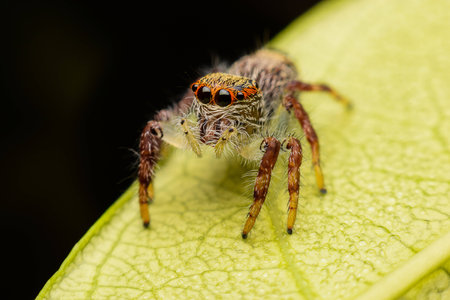 Jumping Spiderの写真素材