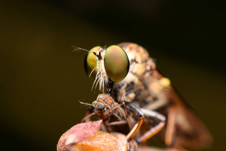 Robber Flyの写真素材