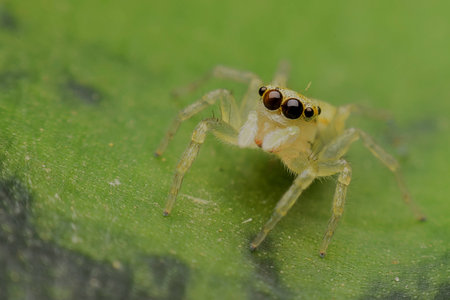 Jumping Spiderの写真素材