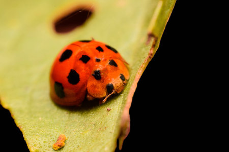 Lady Bugの写真素材
