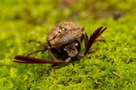 Insectの写真素材