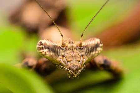 Grasshopperの写真素材