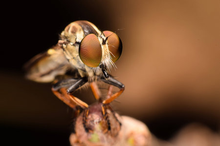 Robber Flyの写真素材