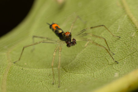 Jumping Spiderの写真素材