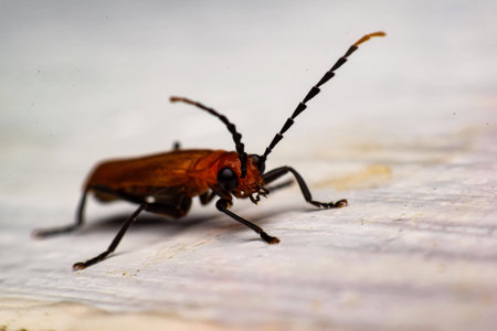 insectの写真素材