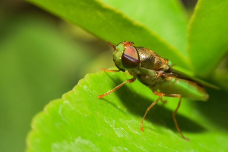 Close up of fly on green leafの写真素材