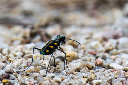 Insectの写真素材