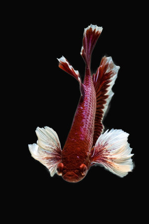 Siamese Fighting Fishの素材
