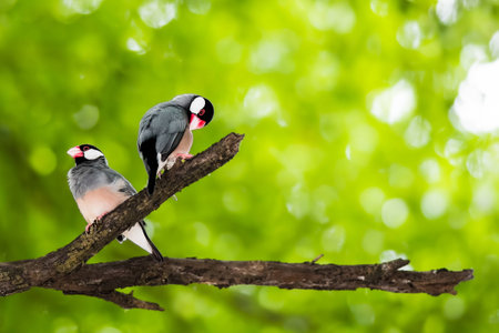 Java Sparrowの素材