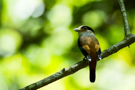 Silver-breasted Broadbillの素材