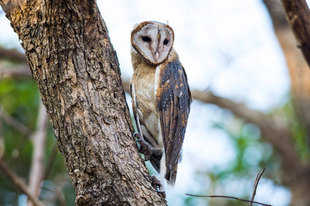 Barn Owlの素材
