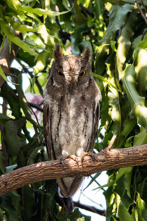 Oriental Scops Owlの素材