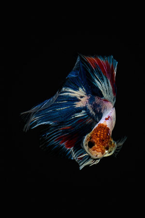 Siamese Fighting Fishの素材