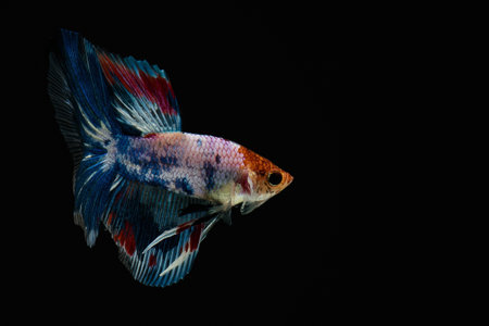 Siamese Fighting Fishの素材