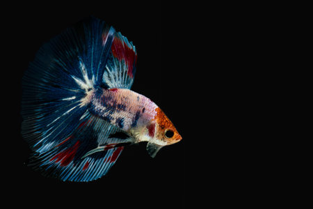 Siamese Fighting Fishの素材