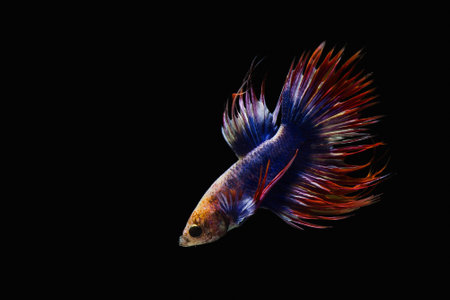 Siamese Fighting Fishの素材