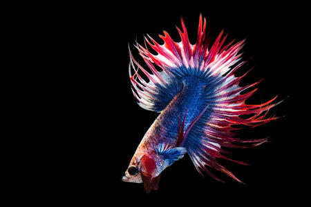 Siamese Fighting Fishの素材