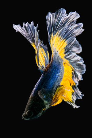 Siamese Fighting Fishの素材