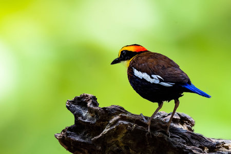 Malayan Banded Pittaの素材